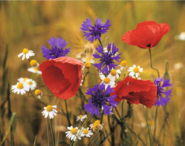 Blume